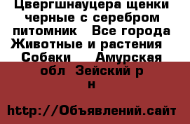 Цвергшнауцера щенки черные с серебром питомник - Все города Животные и растения » Собаки   . Амурская обл.,Зейский р-н